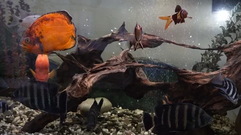 Fish in the aquarium 스톡 동영상 86198365