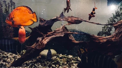 Fish in the aquarium Stock Footage 86200566