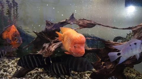 Fish in the aquarium 스톡 동영상 86201599