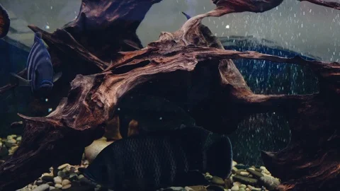 Fish in the aquarium 스톡 동영상 86209930