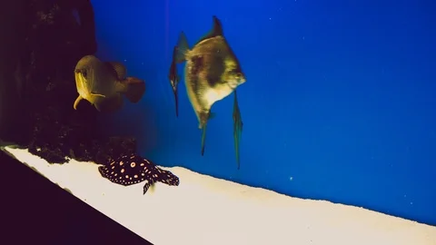 Fish in the aquarium Stock Footage 86251172