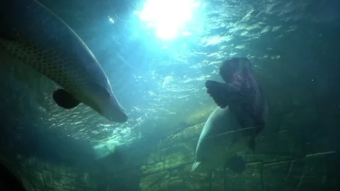 Fish at a Aquarium Stock Footage 87093423
