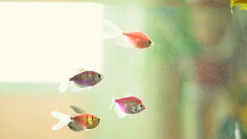 Fish in the aquarium Video stock 88123272