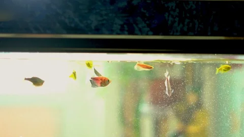 Fish in the aquarium Stock Footage 88123370