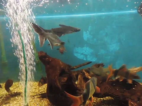 Fish in the aquarium 動画素材 89268754