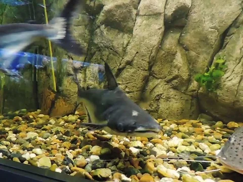 Fish in the aquarium Stock Footage 89268771