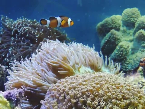 Fish in the aquarium 動画素材 89268773