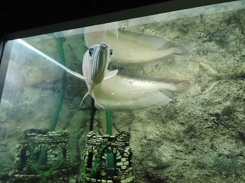 Fish in the aquarium 動画素材 89268789