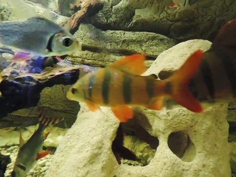 Fish in the aquarium Stock Footage 89268796