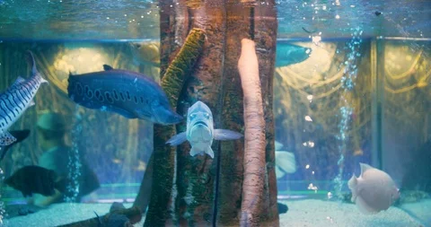 Fish in the aquarium Stock Footage 96827557