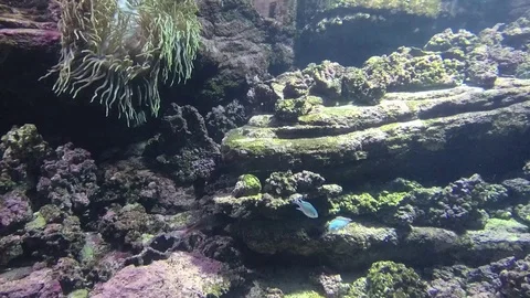 Fish in the aquarium Stock Footage 97201586