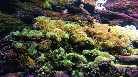 Fish in the aquarium Stock Footage 97201600