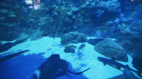 Fish in aquarium Stock Footage 98274042