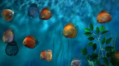 Fish in the aquarium Stock-Footage 103105663