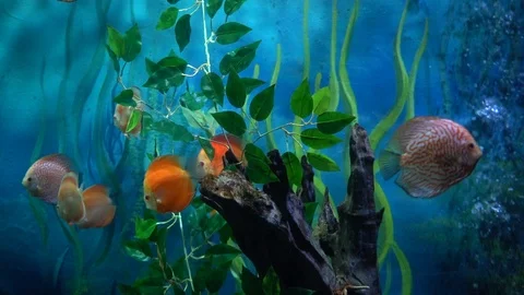 Fish in the aquarium Stock-Footage 103105814