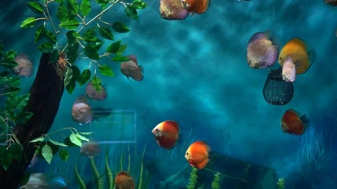 Fish in the aquarium Stockbeeldmateriaal 103106318