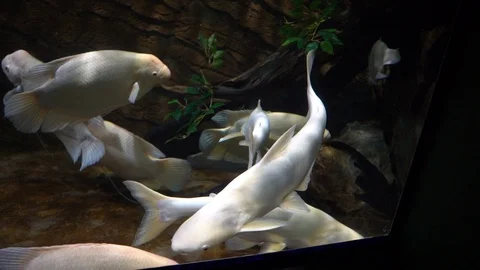 Fish in aquarium Stock-Footage 103106901