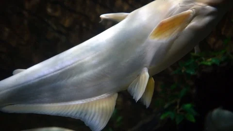 Fish in the aquarium Stock-Footage 103107181