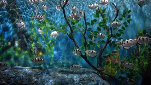 Fish in the aquarium Stockbeeldmateriaal 103107899