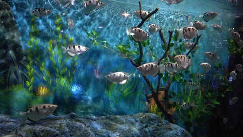 Fish in aquarium Stock Footage 103108053