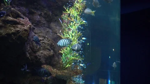 Fish in the aquarium Stockbeeldmateriaal 103108846