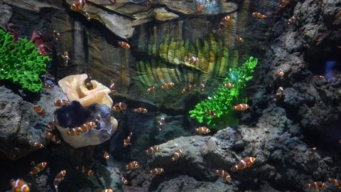 Fish in the aquarium Stockbeeldmateriaal 103109011