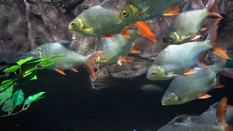 Fish in aquarium Stock-Footage 103109999