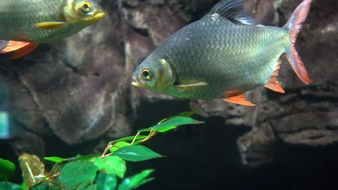 Fish in aquarium Stockbeeldmateriaal 103110003