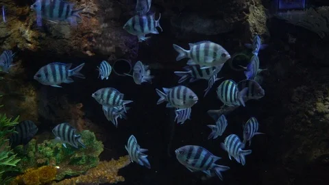 Fish in the aquarium Stockbeeldmateriaal 103130544