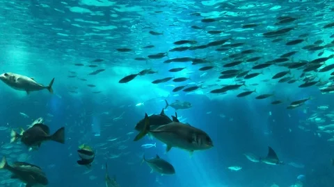 Fish in Aquarium Stockbeeldmateriaal 104657521