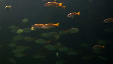 Fish aquarium Stock Footage 107043262