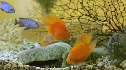 Fish In The Aquarium Stock Footage 123699817