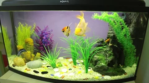 Fish in the aquarium Stock Footage 146574191