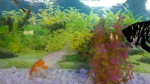 Fish aquarium Video stock 154270811