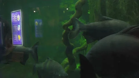 Fish in the aquarium Stock Footage 157650242