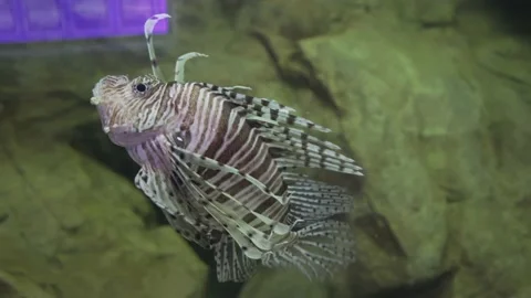 Fish in the aquarium Stock Footage 157665596