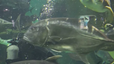 Fish in the aquarium Stock Footage 157665598