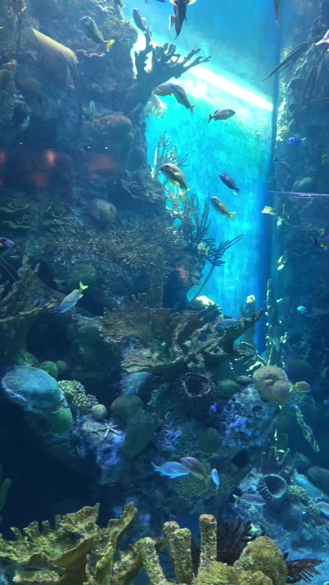 Fish aquarium Stock Footage 191898153