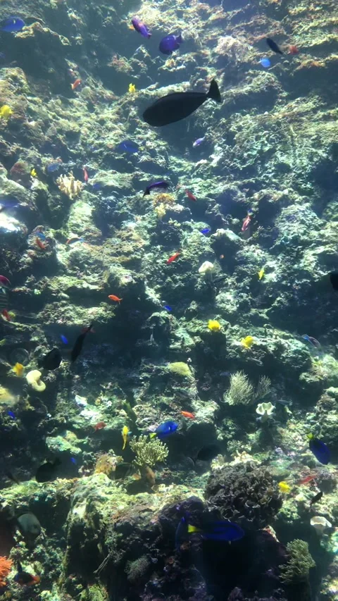 Fish aquarium Stock Footage 191898159