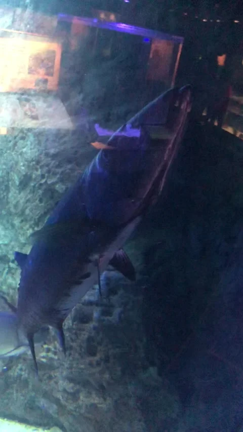 Fish aquarium Stock Footage 191953861