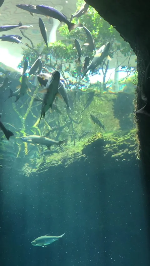 Fish aquarium Stock Footage 191953864