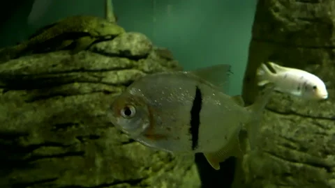 Fish in the aquarium Stock Footage 195087724