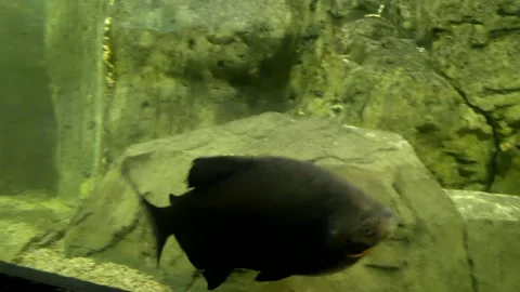 Fish in the aquarium Stock Footage 195087772