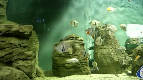 Fish in the aquarium Stock Footage 195087799