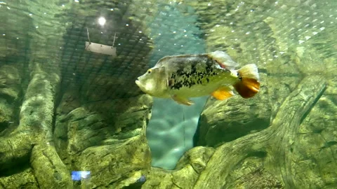 Fish in the aquarium Stock Footage 195088177