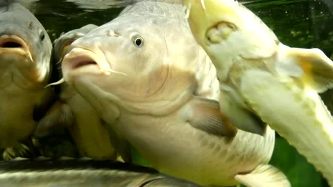 Fish in the aquarium Stock Footage 195088232