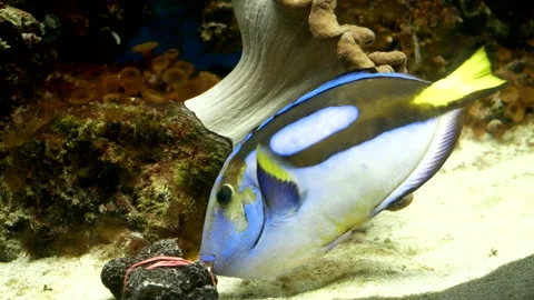 Fish in the aquarium Stock Footage 201596336