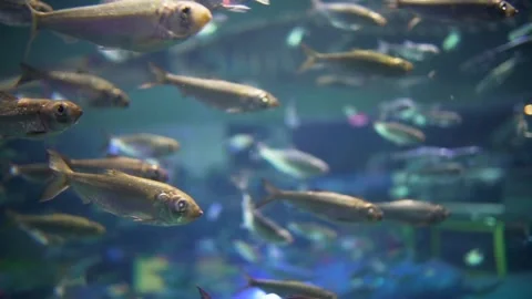 Fish in Aquarium 動画素材 202648392