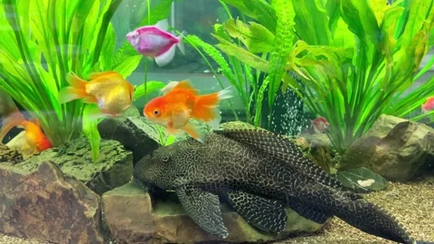 Fish in aquarium. Stock Footage 206843914