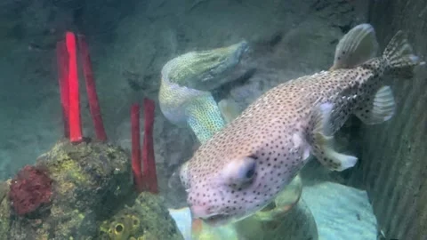 Fish in aquarium Stock Footage 230023150